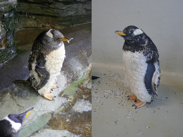 Two photographs of gentoo penguins taken at different stages of their moult. The gentoo penguin (Pygoscelis papua) in the picture on the left has a double layer of feathers and is looking very fluffy and puffed up. The second penguin (right photo) has just begun to lose its old plumage. There are discarded feathers on the floor around the penguin and it looks quite scruffy, with patches of new fresh feathers showing through the old feathers that are falling out. ©Agnès Lewden.