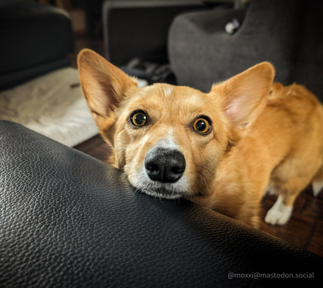moxxi the corgi is staring at the camera while resting her head on the seat of a couch. she's standing on the ground and looks like she's waiting for something to happen. the background is blurry but has a chair and her dog bed.