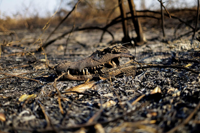 A burnt alligator's skull lies amongst burnt vegetation in the Pantanal, in Corumba, Mato Grosso do Sul state, Brazil, June 10. REUTERS/Ueslei Marcelino