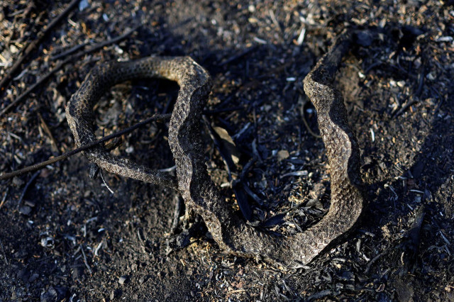 A burnt snake lies amongst the burnt vegetation in the Pantanal, in Corumba, Mato Grosso do Sul state, Brazil, June 11. REUTERS/Ueslei Marcelino
