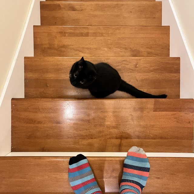 a black cat sits on a stair. Two stairs up we see the colorfully socked feet of a human