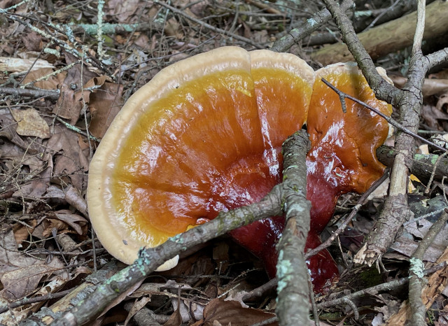 Top down view of a frisbee-sized shelf mushroom growing out of an embankment. It is bright! Colors ranging from cream on the outer edge to yellow, then orange, then red, to blood red at its attachment point, light up the drab forest floor of tan leaves. Toward the center of the mushroom a hemlock branch can be see apparently piercing the mushroom with a 1-inch gash. Most likely this was a case of the mushroom growing out and enveloping the branch and reconnecting on the other side.