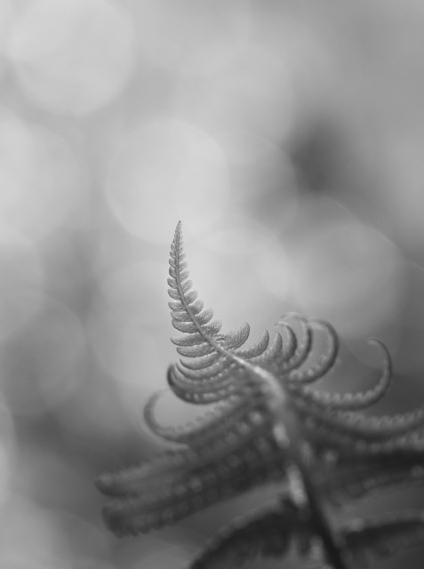 Black and white close up of a fern frond reaching from the darker bottom edge of the image to the bright center. The tip of the fern is reaching up towards the light. In the background: out of focus patches of light. 