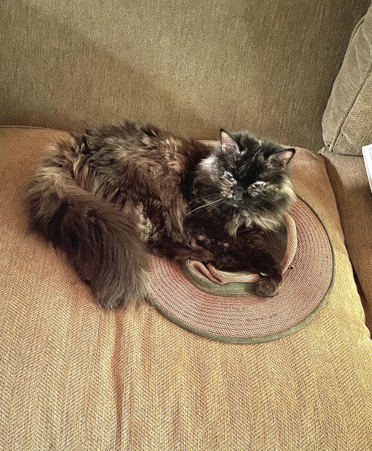 Pippin is a 16 year old tortie cat with several shades of brown and a little more gray than she used to have. She is lounging on my hat, a brown wide brim sun hat. She is actually squashing it.