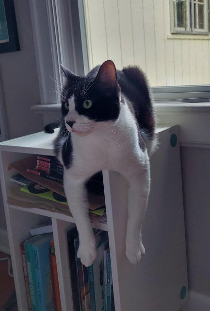 A black and white cat with a black nose and yellow-greenish eyes laying in the top of a short book shelf in front of a window. The cat is facing away from the window and has his front legs (which are completely white) hanging over the edge of the shelf.