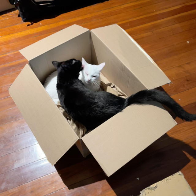 a black cat and a white cat in a cardboard box. The black cat is licking the white cat.