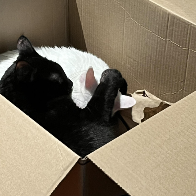 a black cat hugging a white cat in a cardboard box