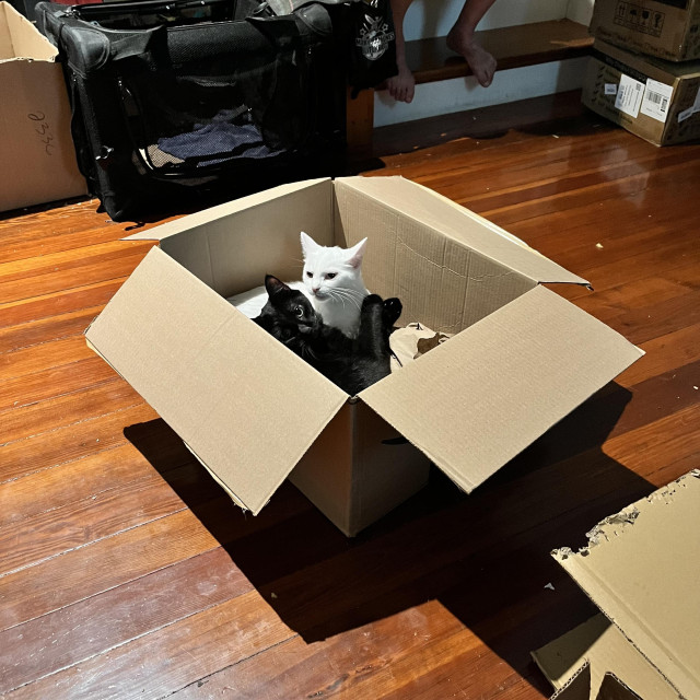 a blak cat and a white cat together in a cardboard box, the black cat looking out towards us