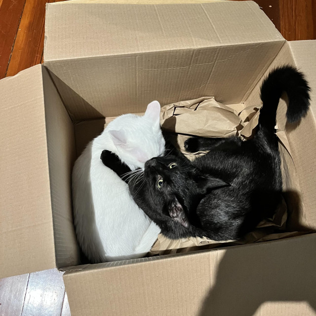 a black cat and a white cat snuggling in a cardboard box, as seen from above, with the black cat looking up