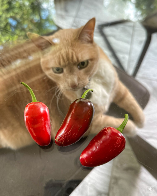 Color photo of a large ginger tabby cat on a chair under a glass table looking up a three red jalapeño peppers that are sitting on the table. 
