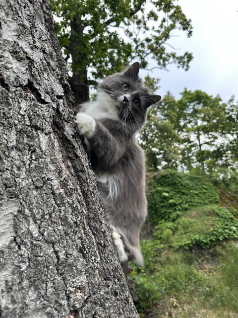 En grå och vit långhårig katt hänger en bit upp på en trädstam.