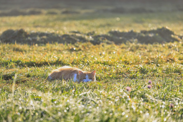 Eine rot-weiße Katze liegt ganz flach im Gras und sieht Richtung Kamera.