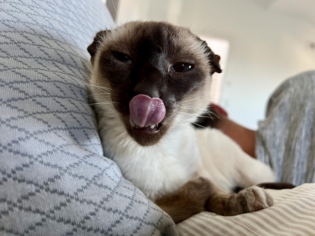 Siamese chocolate point cat with curled ears leaning on a gray pillow and with her tongue out licking her nose and looking at the camera 