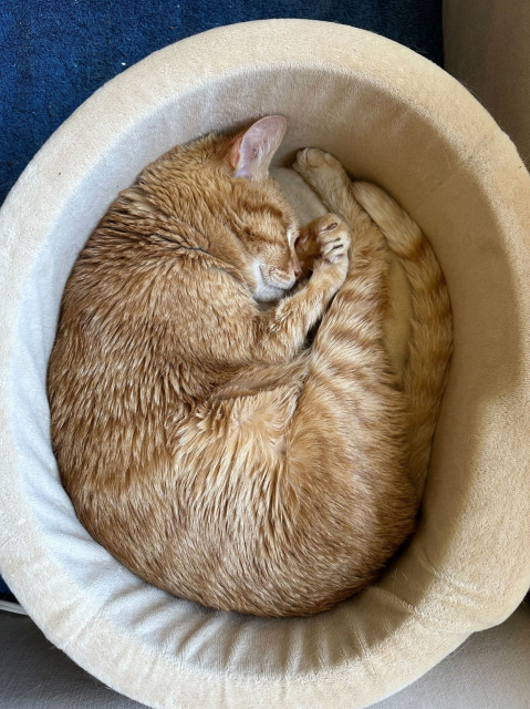 A beloved orange tabby cat sleeps curled up in a cat bed.