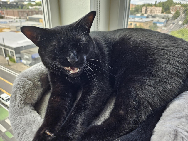 A black cat laying in a cat bed, mid yawn. Her eyes are closed and just one side of her mouth is open, like she's crunching something on one side or like she's saying Arr in Arr me mateys.