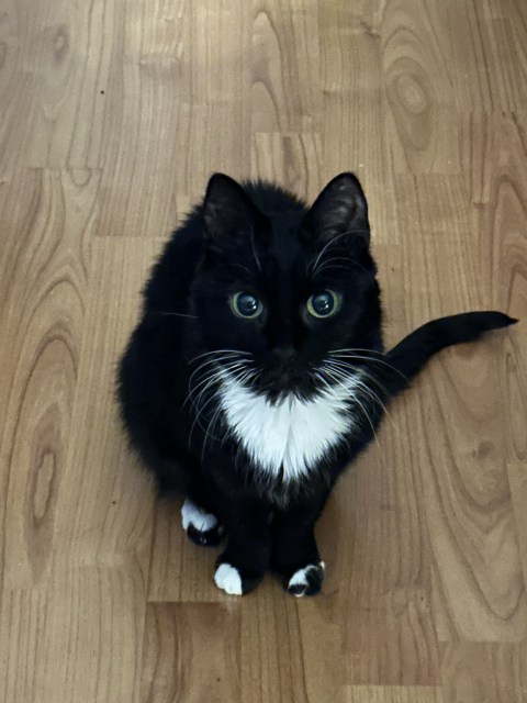 A black and white cat with an intense stare looking right at the camera. 