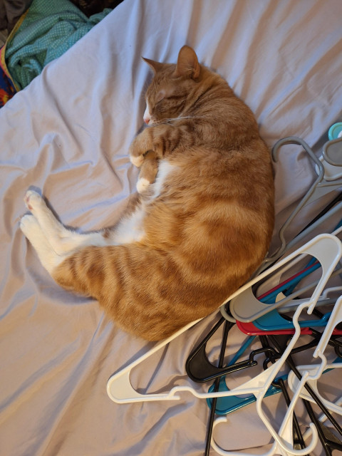 Orange cat being a cutie patootie taking a nap next to some hangers