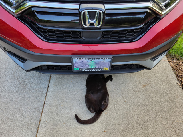 Photo of Wayne, a large black cat, lying on his back with his head hidden under the front of a red Honda CRV.  He looks like he's examining the engine.