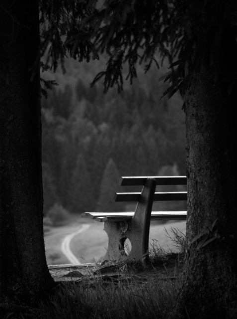 A bench framed by two trees, overlooking a forest with a winding path in the distance. The image is in black and white.