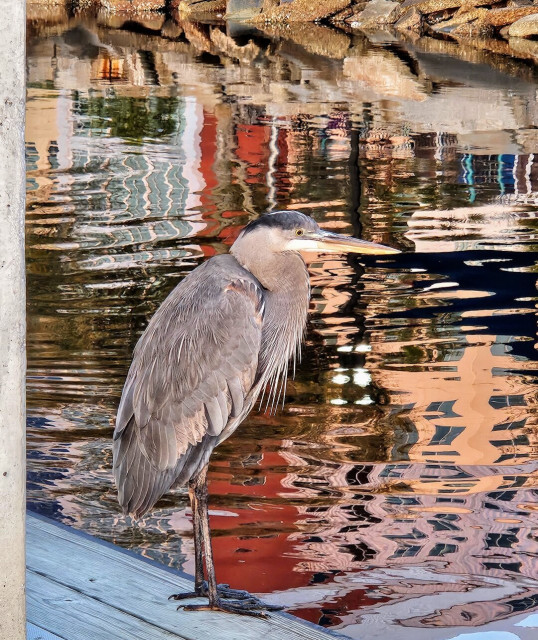 A large grey and blue feathered bird, standing on the edge of a pier, on its tall, thin black legs. The river waters behind are reflecting a colorful shoreline.