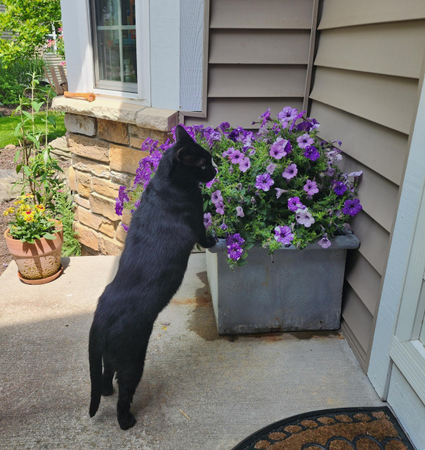 Black cat standing on back feet, to sniff purple petunias in a gray vase. Cement porch and green foliage in background. 