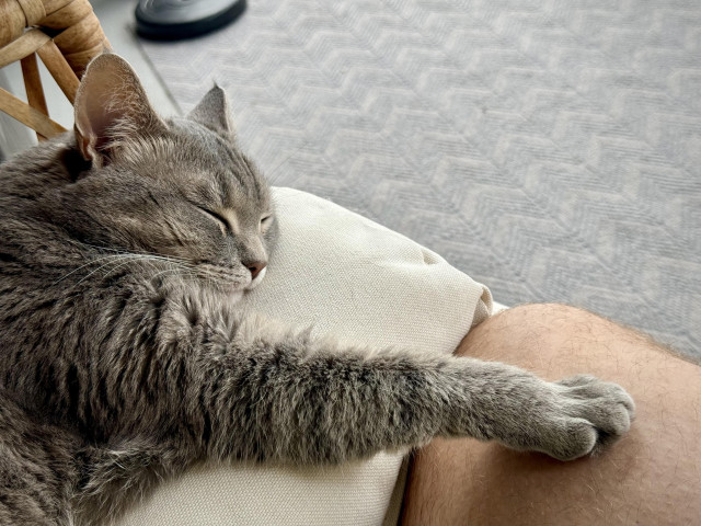 A gray tabby cat is sleeping on a cushion with its front paw resting on a person's knee.