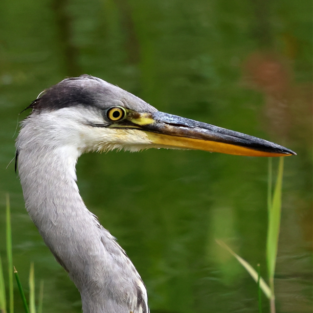 Close-up view of the head and upper part of the neck of a Grey Heron, facing to the right of the picture. The top of the head is grey above the eye turning to black further back; the rest of the face is whitish and the neck, also whitish to begin with, turns greyer further down (the front of the neck, with is white with black streaks, is not visible in this view). They eye is yellow with a black pupil and rim, the long, pointed beak is dark grey above and a yellowish orange colour below.