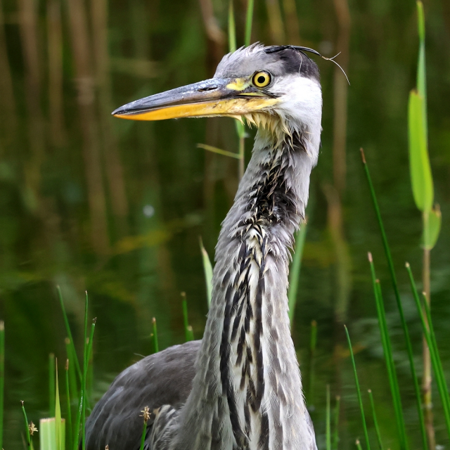 The head, neck and a little of the body of the same Grey Heron. The front of the bird is facing towards us in this view, so the white neck with its black streaks is visible. The head is facing to the left of the picture, with a thin, straggly plume or aigret extending backwards from the top of the head. 