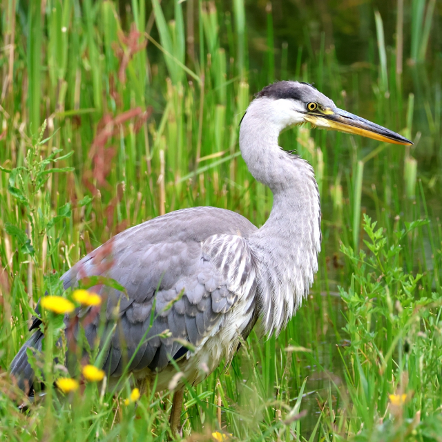 A Grey Heron standing in waterside vegetation which includes the leaves of reeds and grasses, and some Buttercup flowers. We can see pretty much all of the bird bar the lower legs. The head and neck are as described in the alt text for the first image in this series but in addition we can see the feathers of the lower part of the neck (which is held almost in an 'S' shape) hanging down below it. The body is mostly grey, the legs dark.