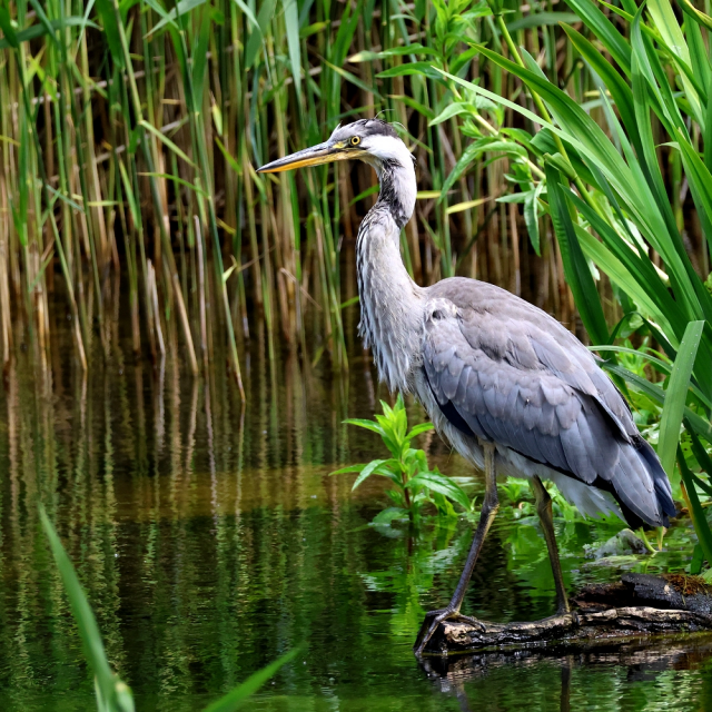 Full view of a Grey Heron, standing upright on a piece of wood at the side of a pool with the leaves of rushes and reeds in the background. The bird is facing towards the left of the picture, its neck not completely straight but almost is an 'S' shape.