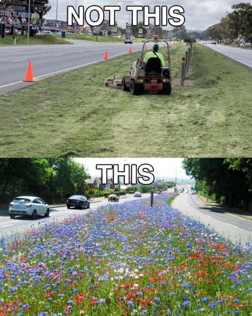 Top image of a man mowing the roadside with the caption NOT THIS
Bottom images with roadside filled with flowers with the caption THIS