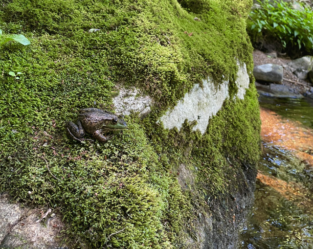 Most of the photo is taken up by a large rock sitting in a shady brook. It is nearly entirely covered in bright green moss. Toward the center of the rock, on a mossy ledge, sits a Green Frog. Though much of its skin is metallic brown, the area under its eye and along mouth is bright green.