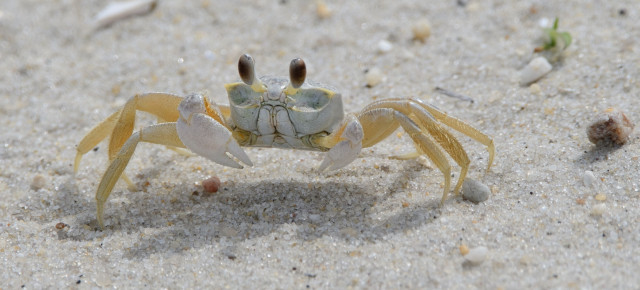 Closeup shot of the crab which is facing the camera. Four cream colored legs on either side of the body with two white claws in front. The eyestalks are black and extend straight up from the head. Sun is from the back, so its strangely shaped shadow can be seen on the sand in the foreground. Small pieces of shell and pebbles can be seen scattered around the area. One tiny green shoot can be seen poking out off the sand in the upper right of the shot.