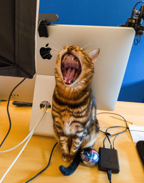 Our brown and gold cat sitting on my desk behind my Apple monitor & next to a glass paperweight and a USB extender. There is a blue screen in the background, a boom microphone, and part of a studio light. Tigger is yawning.