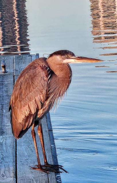 Great Blue Heron at rest on a public pier and fishing dock. Apparently comfortable around humans, the bird allows me to approach frequently.  We've become sunrise companions. He's there to catch breakfast, I'm there to watch the sunrise. Beautiful grey and blue feathers, detailed face feathers and eyes, standing tall on thin black legs.