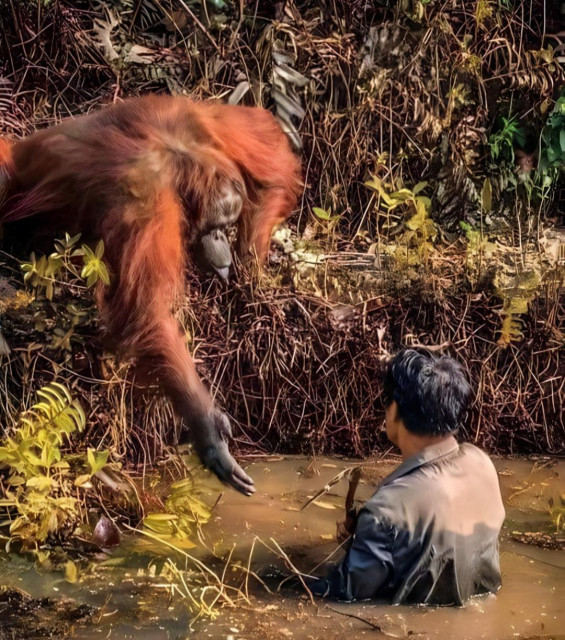 Photography. An impressive color photo, taken in an Indonesian forest, shows an endangered orangutan reaching out his hand to a geologist to help him out of a mud puddle. The dark-haired man can be seen from behind. He is standing in brown, muddy water up to his chest. A large brown orangutan stands at the edge and holds out his hand to the man. It seemed as if the orangutan was saying "May I help you?" to the man.