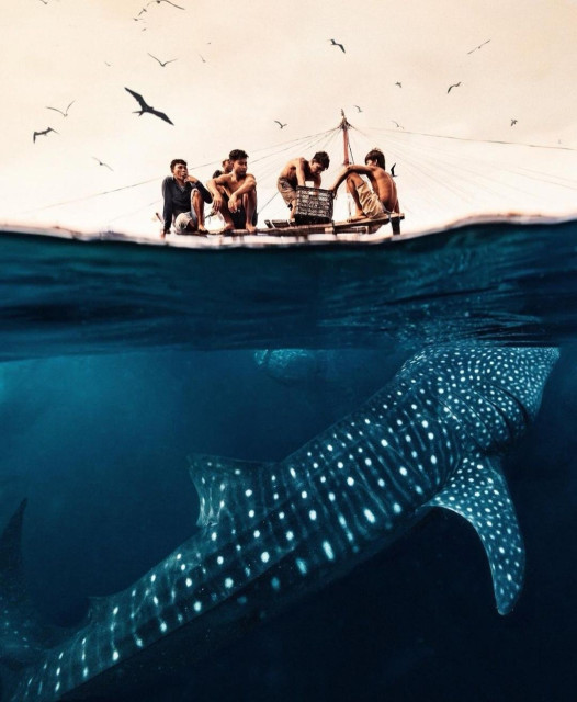 Photography. An grest underwater color photo of a magnificent bluish whale shark with a view of local fishermen. Whale sharks are known for their unique spot patterns. The back is covered with bright stripes and spots arranged in horizontal lines. It lies almost vertically in the blue water, very close to the shore. Five young fishermen in shorts sit above the water's edge. They are on a self-built, traditional fishing platform (bagans). They attract the friendly animals for tourists and feed them.
Info: The whale shark (Rhincodon typus) is the largest shark and also the largest fish in the world, which can grow up to 14 meters long. Whale sharks prefer a water temperature of 21 to 25 °C and can be found in almost all warm, tropical and subtropical waters worldwide.