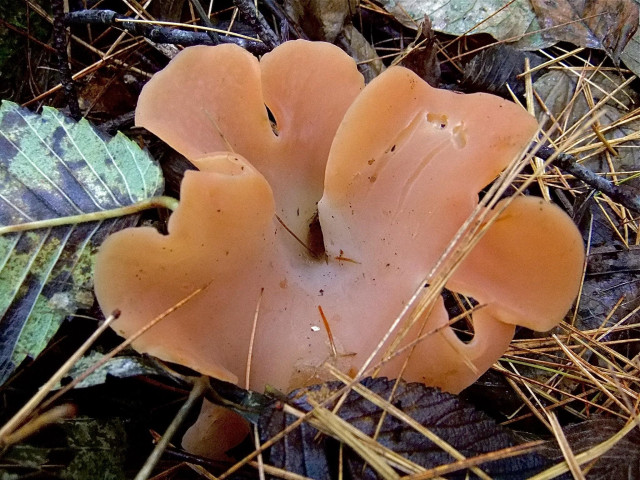 Top down view of a light orange, salmon colored mushroom. It resembles a squished shamrock in that it has three wavy heart-shaped (though that’s a real stretch) lobes spreading out. In its center is a powdery white tube that acts as a stem. The entire mushroom is approximately 3 1/2 inches across. The mushroom is on the forest floor with nearby leaves and pine needles.