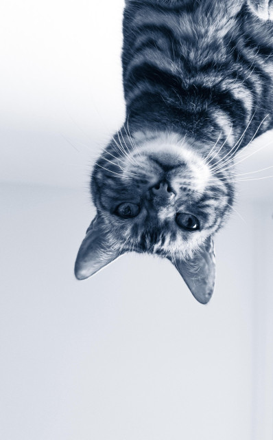 A silver-blue toned monochrome picture of our cat, photographed from underneath, seen against a white ceiling. He is upside down, filling the top right corner of the picture.