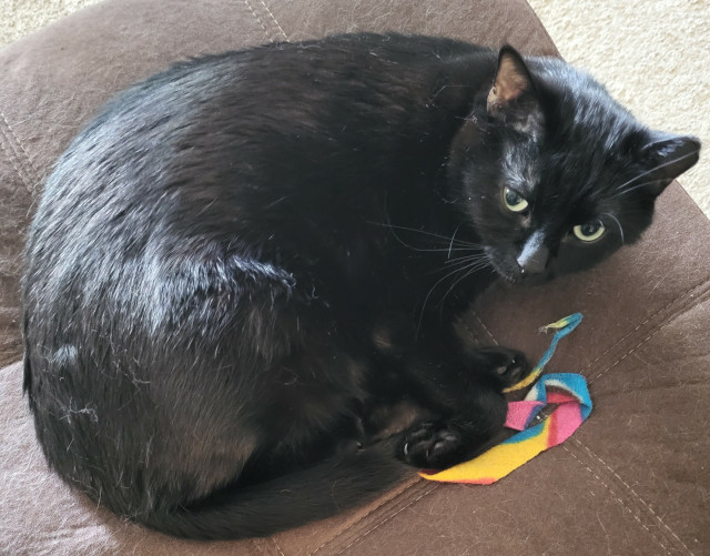 Short haired, ear tipped, extra shiny house panther curled up on a dark brown microfiber sofa with a multicolored felt streamer near his front paws. He's looking suspiciously at the camera like "Don't touch my streamer."