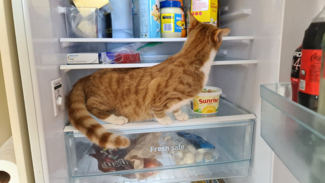 Red kitten sitting inside refrigerator