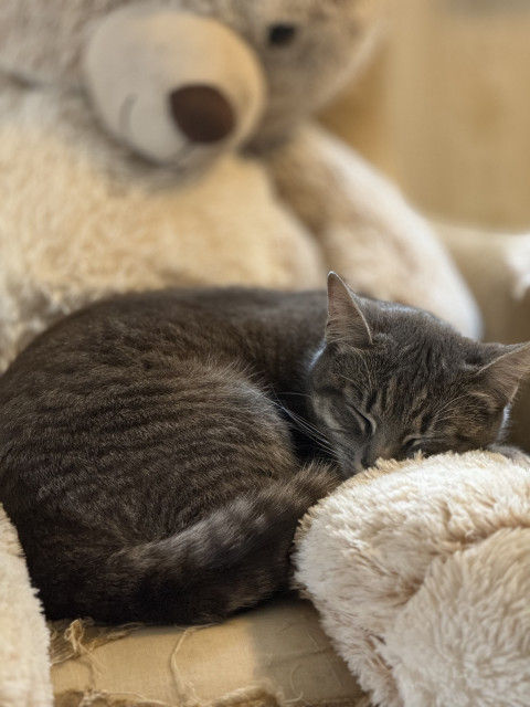Cat sleeping in the lap of a stuffed toy bear. 