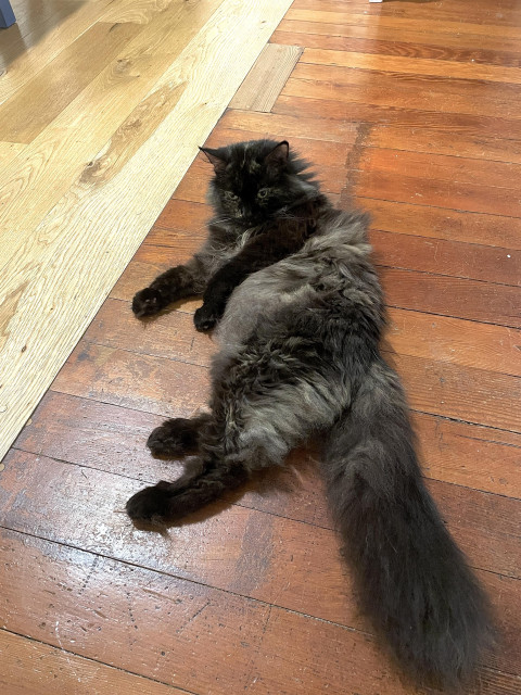 A long-haired senior cat is lounging on a hard wood floor. She appears to be a chonky cat, but actually only barely weighs 6 lbs. Her paws are dark brown. Her head is also brown with other shades of tan. Her tail is bushy and has a gray tip.