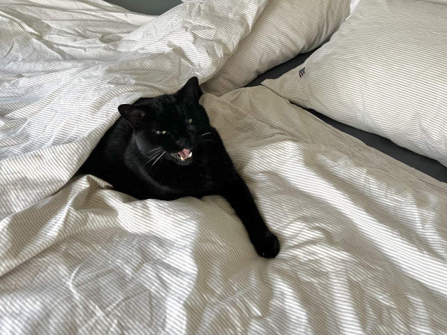 Elliot, black European cat, half under the cover with the left paw coming straight out, miawing at the camera(man) in discontentment, under the white linens of the bed