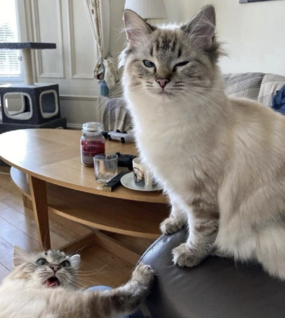 two grey and white tabby cats -- on is sitting on a chair, squinting with murder in its other eye. The other is below it with its eyes crossed and a derpy look on its face and its tongue out