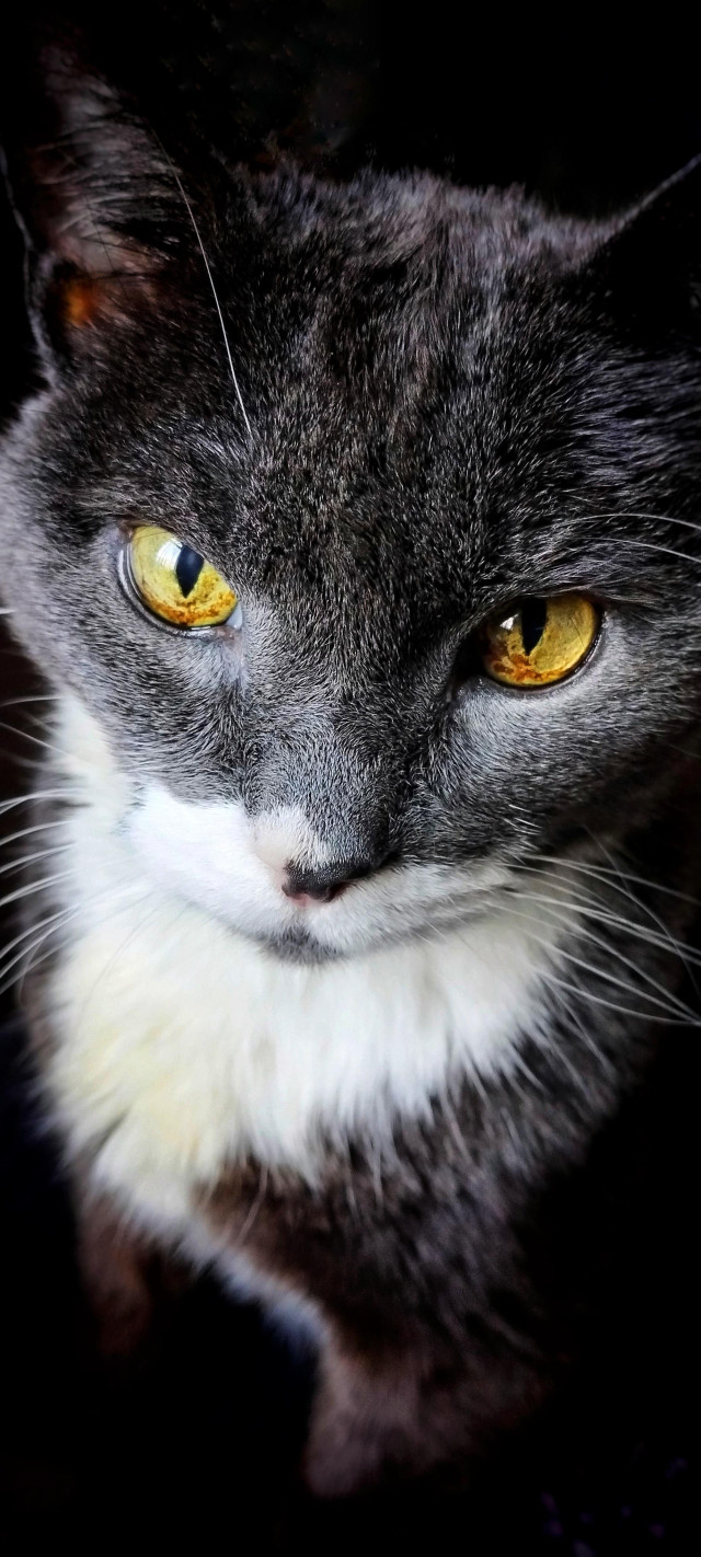 Grey and white cat with striking amber eyes