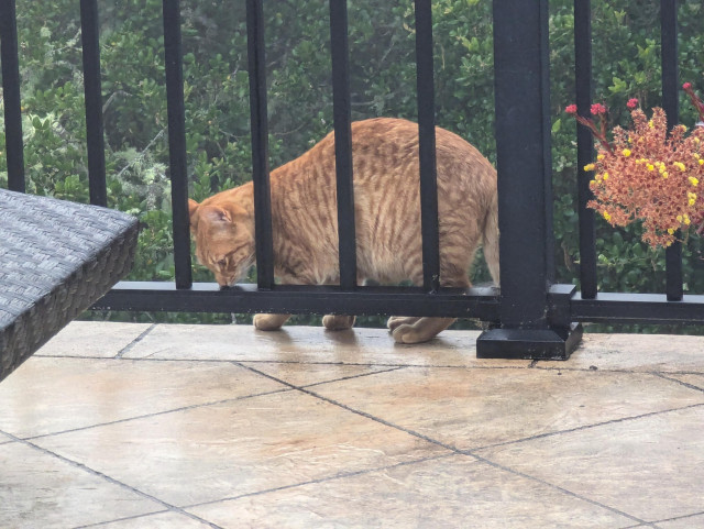 An orange cat being a bad boy by dancing outside of the railing on a second story balcony.