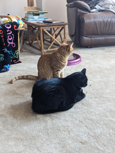 An orange cat annoys his big brother a tuxedo cat