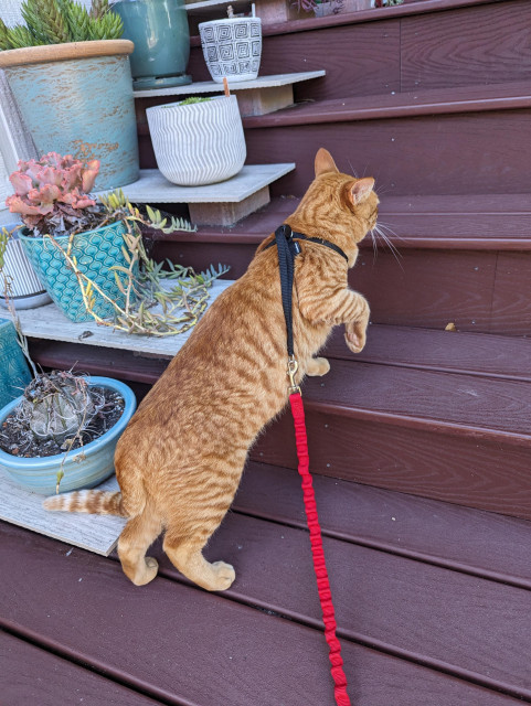 An orange cat not so sure about being on a harness