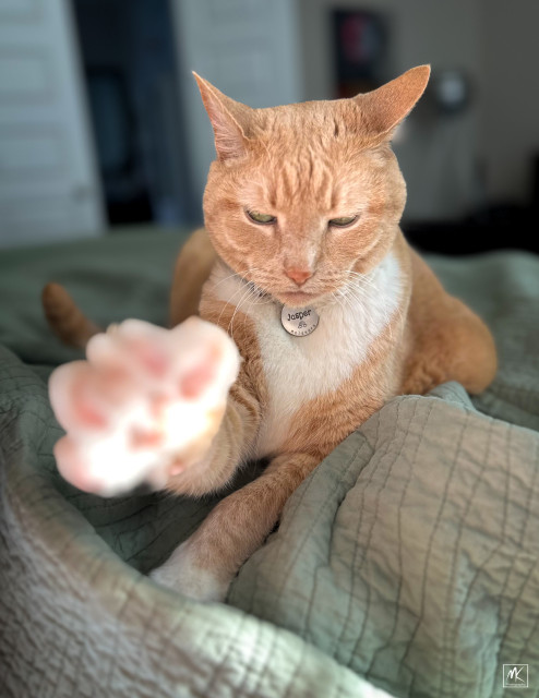 Color photo of a large ginger tabby cat lying on a green bed spread with its front right paw extended out towards the camera.  
